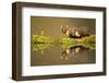 Pine marten reflected in water, Ardnamurchan Peninsula, west coast of Scotland-Danny Green-Framed Photographic Print