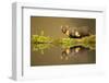 Pine marten reflected in water, Ardnamurchan Peninsula, west coast of Scotland-Danny Green-Framed Photographic Print