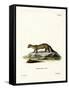 Pine Marten-null-Framed Stretched Canvas