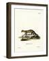 Pine Marten-null-Framed Giclee Print