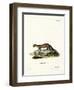 Pine Marten-null-Framed Giclee Print