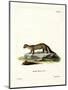 Pine Marten-null-Mounted Giclee Print
