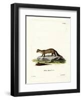 Pine Marten-null-Framed Premium Giclee Print