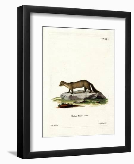 Pine Marten-null-Framed Premium Giclee Print