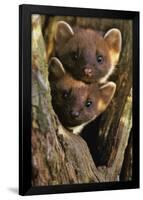 Pine Martens-Andy Rouse-Framed Poster