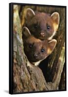 Pine Martens-Andy Rouse-Framed Poster