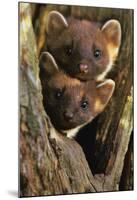 Pine Martens-Andy Rouse-Mounted Poster