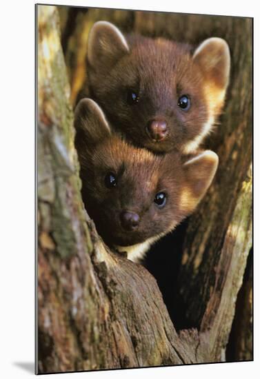 Pine Martens-Andy Rouse-Mounted Poster