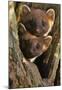 Pine Martens-Andy Rouse-Mounted Poster