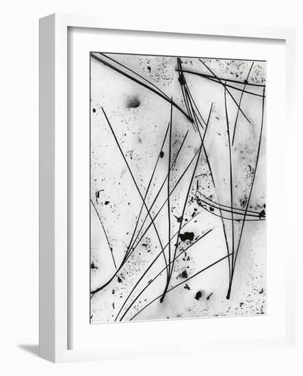 Pine Needle and Snow, 1975-Brett Weston-Framed Photographic Print