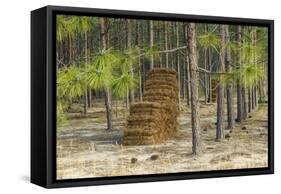 Pine Needle Harvest-Gary Carter-Framed Stretched Canvas