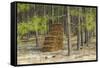 Pine Needle Harvest-Gary Carter-Framed Stretched Canvas