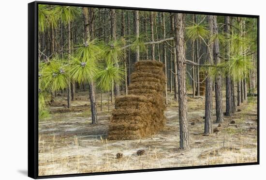 Pine Needle Harvest-Gary Carter-Framed Stretched Canvas