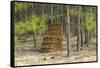 Pine Needle Harvest-Gary Carter-Framed Stretched Canvas