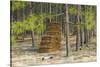 Pine Needle Harvest-Gary Carter-Stretched Canvas