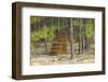 Pine Needle Harvest-Gary Carter-Framed Photographic Print