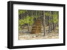 Pine Needle Harvest-Gary Carter-Framed Photographic Print