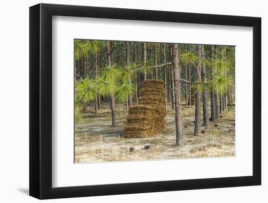 Pine Needle Harvest-Gary Carter-Framed Photographic Print