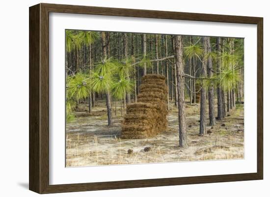 Pine Needle Harvest-Gary Carter-Framed Photographic Print