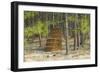 Pine Needle Harvest-Gary Carter-Framed Photographic Print