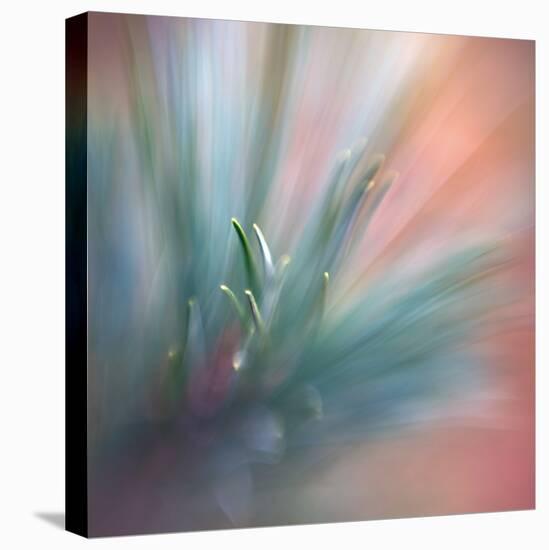 Pine Needles 1-Ursula Abresch-Stretched Canvas