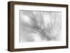 Pine Needles 2-Ursula Abresch-Framed Photographic Print