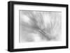 Pine Needles 2-Ursula Abresch-Framed Photographic Print