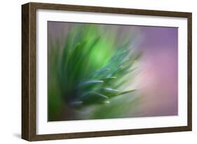 Pine Needles 5-Ursula Abresch-Framed Photographic Print