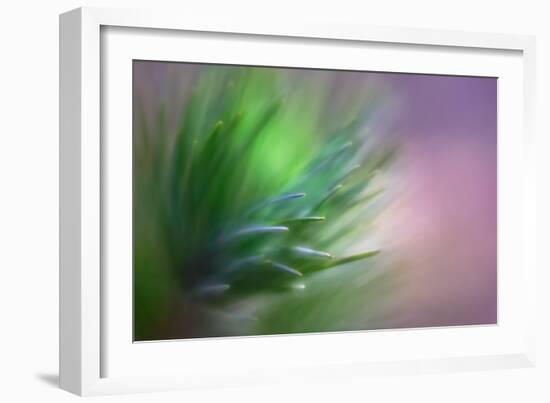 Pine Needles 5-Ursula Abresch-Framed Photographic Print