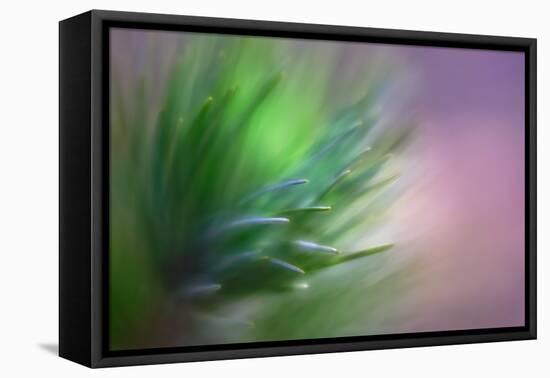 Pine Needles 5-Ursula Abresch-Framed Stretched Canvas