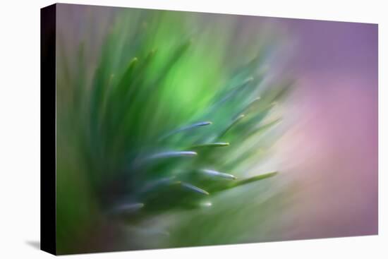 Pine Needles 5-Ursula Abresch-Stretched Canvas