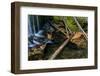 Pine Needles and Fallen Leaves in Autumn in Falls Creek Near Nelson, British Columbia, Canada-Chuck Haney-Framed Photographic Print