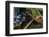 Pine Needles and Fallen Leaves in Autumn in Falls Creek Near Nelson, British Columbia, Canada-Chuck Haney-Framed Photographic Print