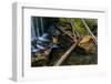 Pine Needles and Fallen Leaves in Autumn in Falls Creek Near Nelson, British Columbia, Canada-Chuck Haney-Framed Photographic Print