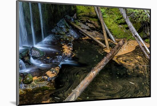 Pine Needles and Fallen Leaves in Autumn in Falls Creek Near Nelson, British Columbia, Canada-Chuck Haney-Mounted Photographic Print