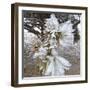 Pine Needles and Ice-Amanda Lee Smith-Framed Photographic Print