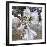 Pine Needles and Ice-Amanda Lee Smith-Framed Photographic Print