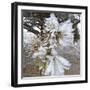 Pine Needles and Ice-Amanda Lee Smith-Framed Photographic Print