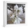 Pine Needles and Ice-Amanda Lee Smith-Framed Photographic Print