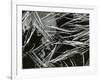 Pine Needles and Water, 1967-Brett Weston-Framed Photographic Print