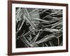 Pine Needles and Water, 1967-Brett Weston-Framed Photographic Print