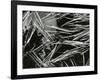 Pine Needles and Water, 1967-Brett Weston-Framed Photographic Print