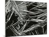 Pine Needles and Water, 1967-Brett Weston-Mounted Photographic Print