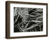 Pine Needles and Water, 1967-Brett Weston-Framed Photographic Print