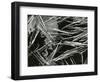 Pine Needles and Water, 1967-Brett Weston-Framed Photographic Print