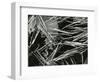 Pine Needles and Water, 1967-Brett Weston-Framed Photographic Print