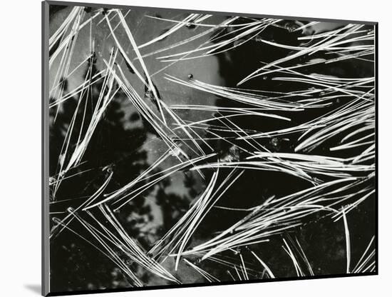 Pine Needles and Water, 1967-Brett Weston-Mounted Photographic Print