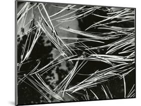 Pine Needles and Water, 1967-Brett Weston-Mounted Photographic Print