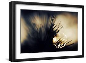 Pine Needles at Sunset-Ursula Abresch-Framed Photographic Print