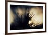 Pine Needles at Sunset-Ursula Abresch-Framed Photographic Print